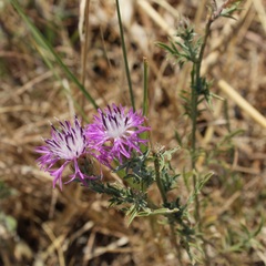 Centaurea deusta