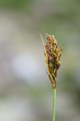 Carex curvula