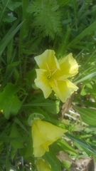 Oenothera triloba