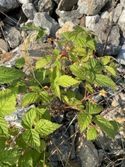 Rubus sachalinensis