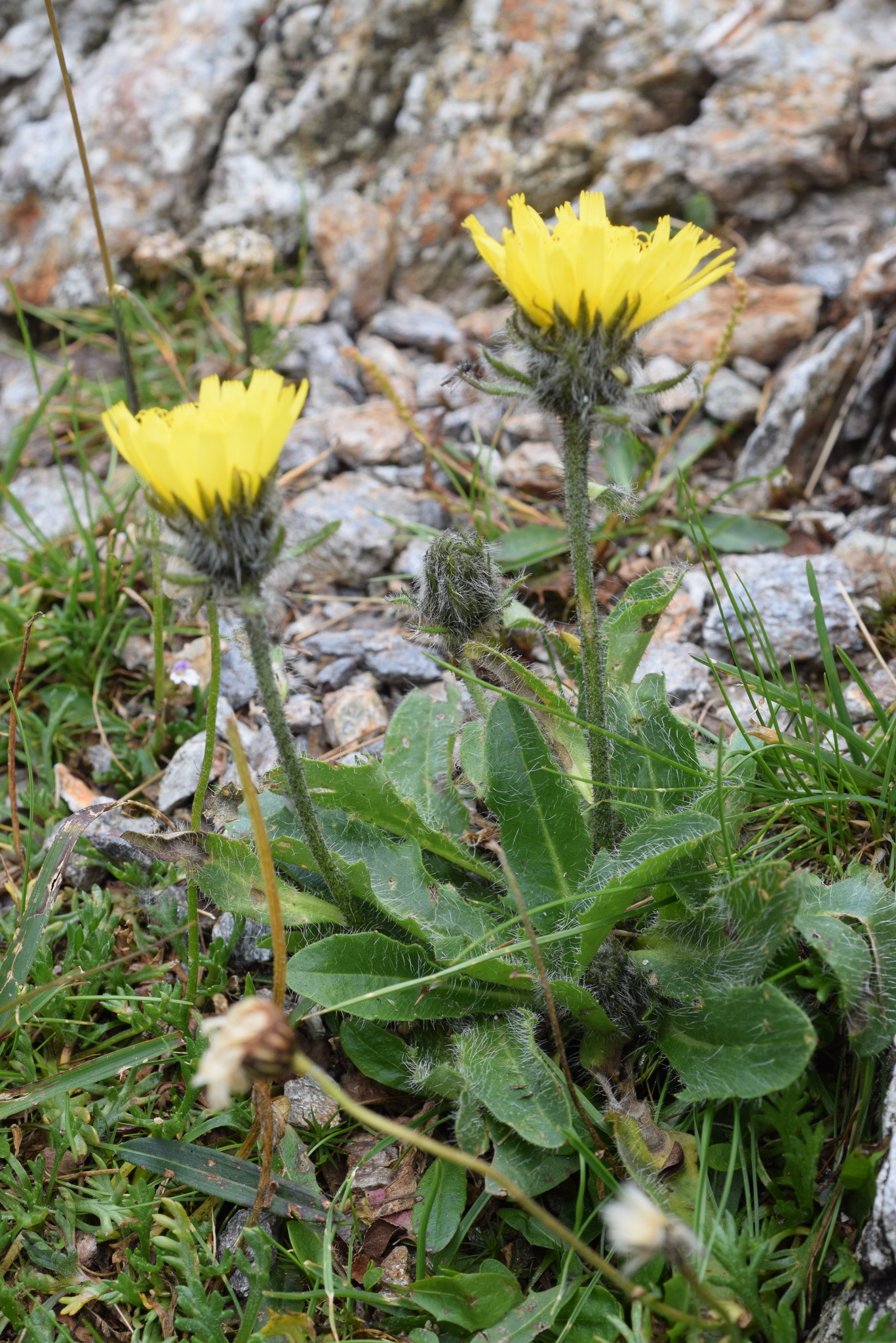 Hieracium alpinum