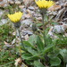 Hieracium alpinum - Photo (c) Giovanni Perico, algunos derechos reservados (CC BY-NC), uploaded by Giovanni Perico