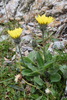 Alpine Hawkweed - Photo (c) Giovanni Perico, some rights reserved (CC BY-NC), uploaded by Giovanni Perico