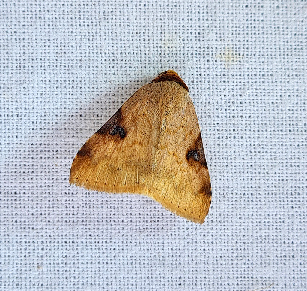 Plecoptera flava