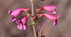 Penstemon bicolor roseus