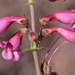 Penstemon bicolor roseus - Photo (c) lonnyholmes, μερικά δικαιώματα διατηρούνται (CC BY-NC)