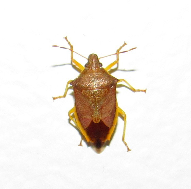 Supputius cincticeps
