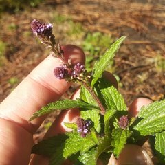 Verbena recta