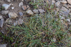 Carex curvula
