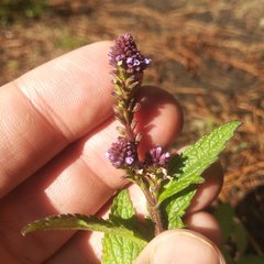Verbena recta