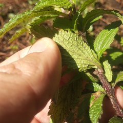 Verbena recta