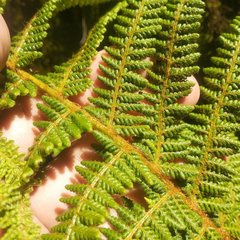 Polystichum speciosissimum