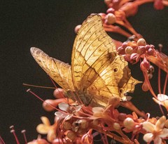 Vindula dejone erotella