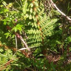 Polystichum speciosissimum
