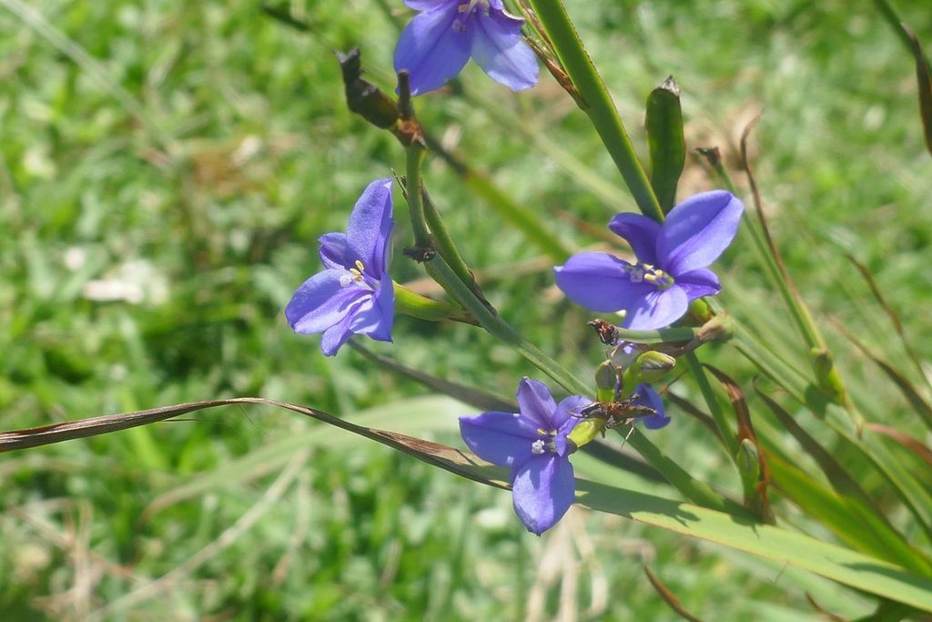 Aristea platycaulis