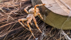 Araneus diadematus