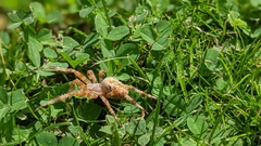Araneus diadematus