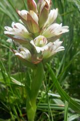 Satyrium sphaerocarpum