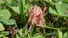 Araneus diadematus