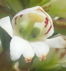 Satyrium sphaerocarpum