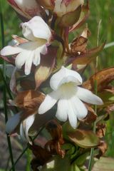Satyrium sphaerocarpum