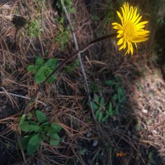 Osbertia stolonifera
