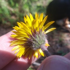 Osbertia stolonifera