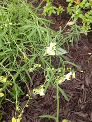 Linaria vulgaris
