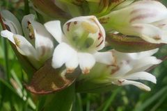 Satyrium sphaerocarpum