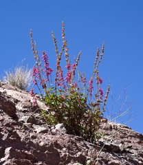 Penstemon bicolor roseus