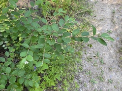 Cotoneaster melanocarpus