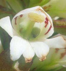 Satyrium sphaerocarpum