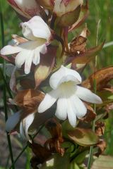 Satyrium sphaerocarpum