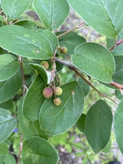 Cotoneaster melanocarpus