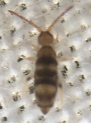 Willowsia platani