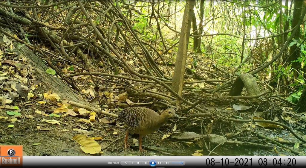 Red-Legged Tinamou