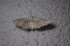 Eupithecia placidata