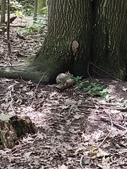 Sciurus carolinensis
