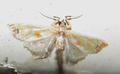 Neoleucinodes