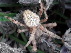Araneus diadematus
