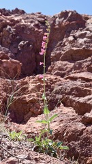 Penstemon bicolor roseus