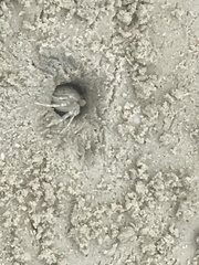 Ocypode
