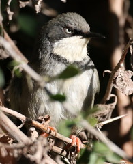 Apalis thoracica claudei