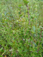 Betula michauxii