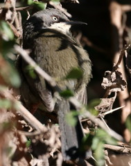 Apalis thoracica claudei