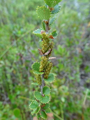 Betula michauxii