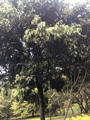 Melicoccus bijugatus