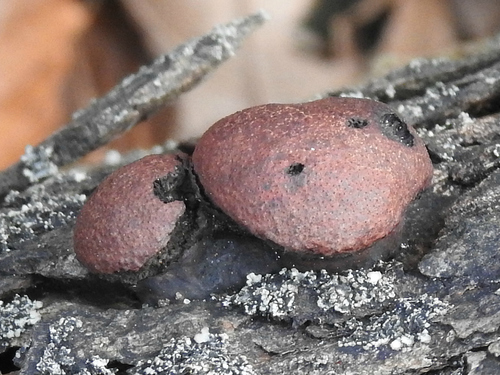 Rievėtoji anglenė nuotrauka