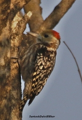 Leiopicus mahrattensis