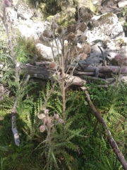 Cirsium jorullense